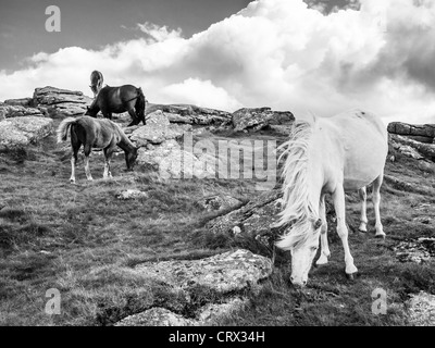 Dartmoor ponies at Sheeps Tor in the Dartmoor National Park Stock Photo