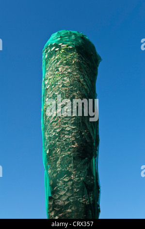 A palm tree netted to protect it from attack by Red Palm Weevil in a public park in Sicily, Italy. This widespread pest destroys young palm trees Stock Photo