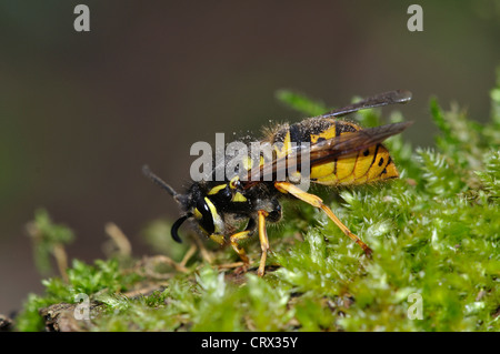 queen common wasp vespula vulgaris Stock Photo