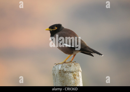 Indian Myna , Acridotheres tristis  or common Mynah Stock Photo