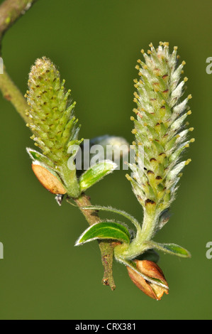 grey willow salix cinerea female catkin Stock Photo