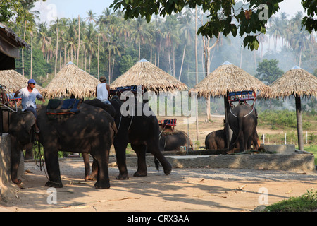 It's an elephant park in Koh Samui in Thailand for Elephant trek for tourist. They are thai elephant that rest and shower clean Stock Photo