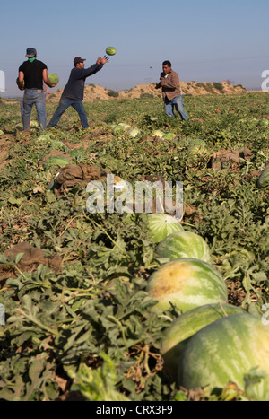 Agriculture - Field workers harvest watermelons and load them onto a ...