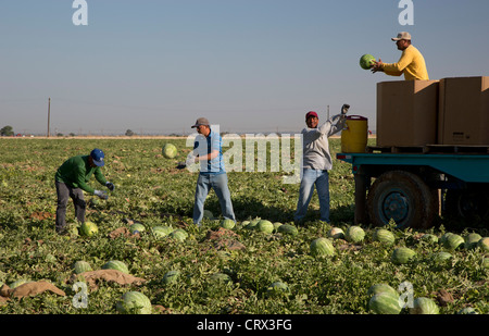 Di Giorgio, California - Mexican farmworkers harvest watermelons from a field in the San Joaquin Valley. Stock Photo