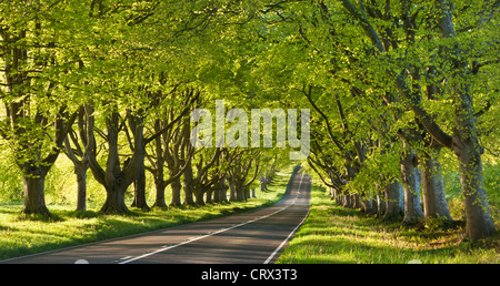 Beech tree lined road in springtime, Wimborne, Dorset, England. Spring (May) 2012. Stock Photo