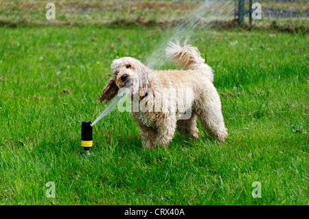 A darling young labradoodle dog drinks from a sprinkler in the yard on a warm summer day. Stock Photo