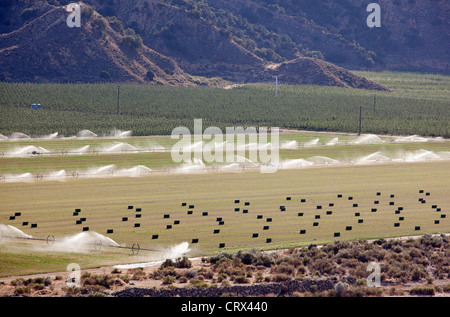 Ventucopa, California - Irrigation of crops in the San Joaquin Valley. Stock Photo