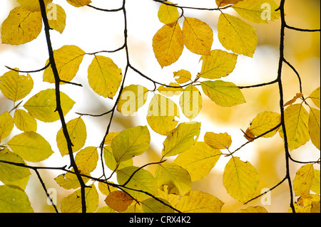 Autumn beech leaves (Fagus sylvatica) at Ashridge Forest In Hertfordshire, England. October. Stock Photo