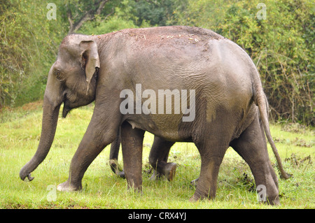 Mother elephant covering her baby Stock Photo