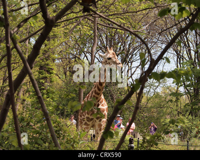 Visitors observing giraffe at the Bronx Zoo, Bronx, New York, USA, April 18, 2012, © Katharine Andriotis Stock Photo