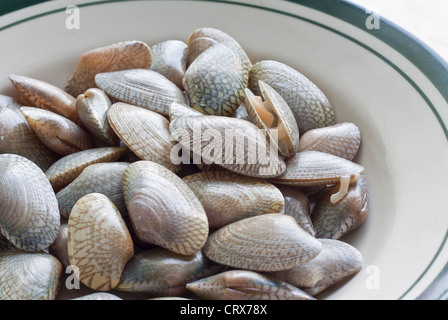 clams, seafood, used to make food such as soup or fried. Stock Photo