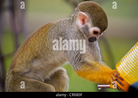 A Captive Squirrel Monkey drinks water from a feeding bottle Stock Photo