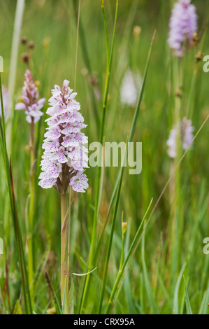 Heath spotted orchid in meadow with others out of focus in background Stock Photo