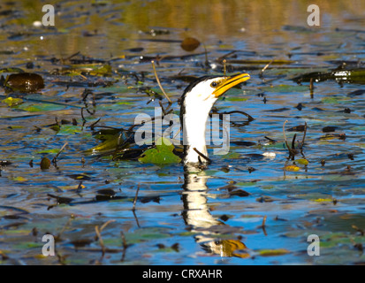 Little Pied Cormorant (Phalacrocorax melanoleucos) Stock Photo