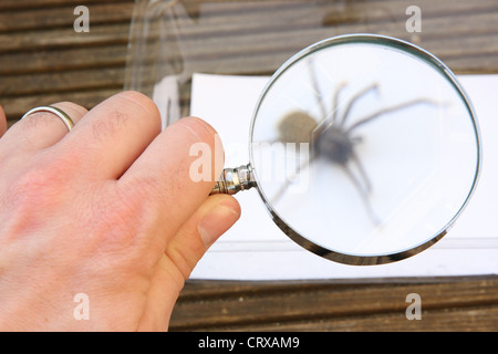 A person looking at a common House Spider through a magnifying glass.