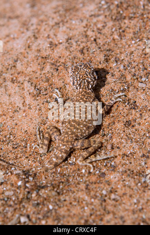 Arabian toad-headed agama (Phrynocephalus arabicus) cleverly blends into its sandy surroundings, Dubai, United Arab Emirates Stock Photo