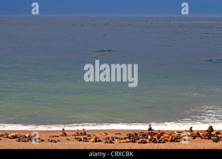 South American sea lions at Punta Norte on Argentina's Peninsula Valdes Stock Photo