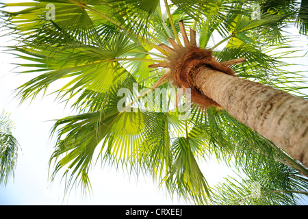Palm tree in view from below