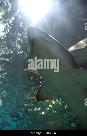 The new aquarium, one of the biggest in Europe Stock Photo