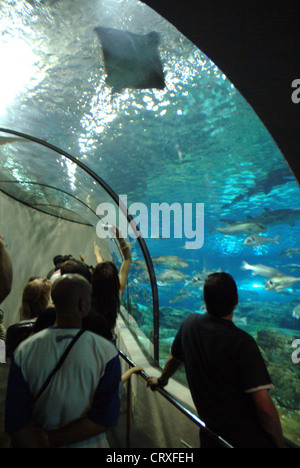 The new aquarium, one of the biggest in Europe Stock Photo