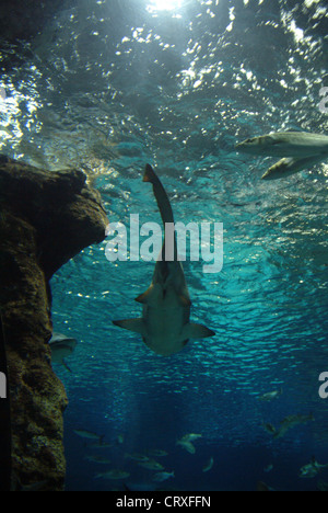 The new aquarium, one of the biggest in Europe Stock Photo