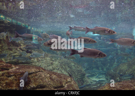 The new aquarium, one of the biggest in Europe Stock Photo