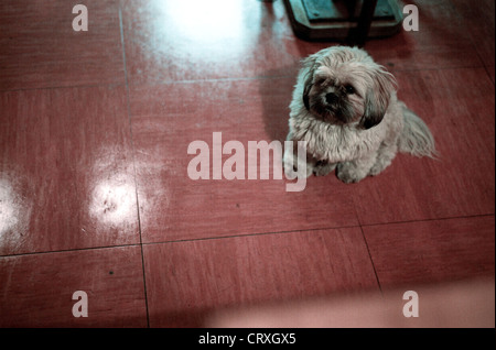 A small dog in a corner bar in Neukölln Stock Photo