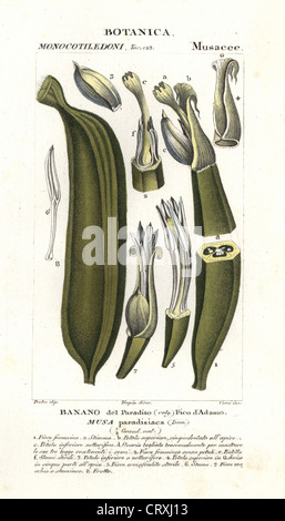 Banana fruit, segment. Musa acuminata. Stock Photo