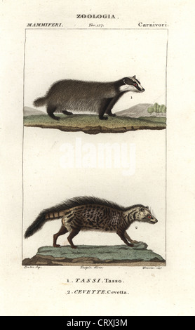 European badger, Meles meles, and civet, Civettictis civetta. Stock Photo