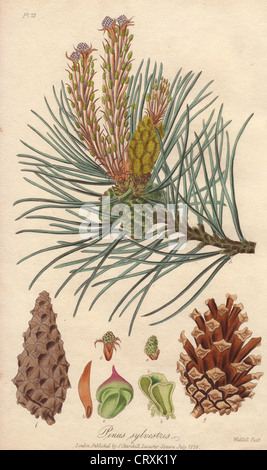 Scots pine, Pinus sylvestris. Stock Photo