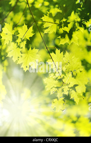 new Green and yellow maple leaf and sun ray Stock Photo