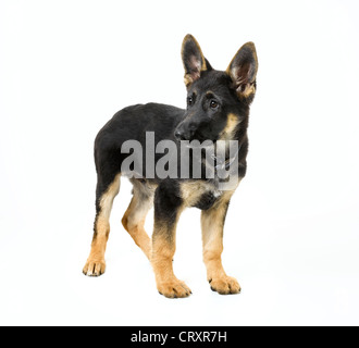 German Shepherd Puppy Stock Photo