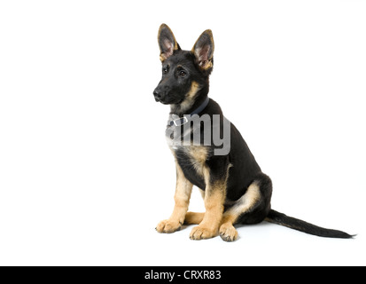 German Shepherd Puppy Stock Photo