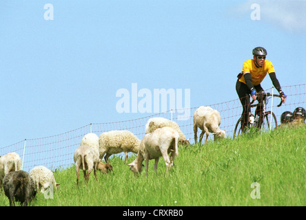 Cyclists and grazing sheep on the dike Stock Photo