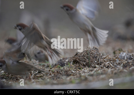 A flock of Eurasian Tree Sparrow, Passer montanus, in flight, East Yorkshire, UK Stock Photo