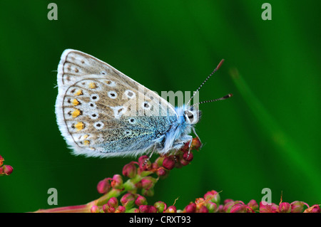 common blue butterfly polyommatus icarus Stock Photo