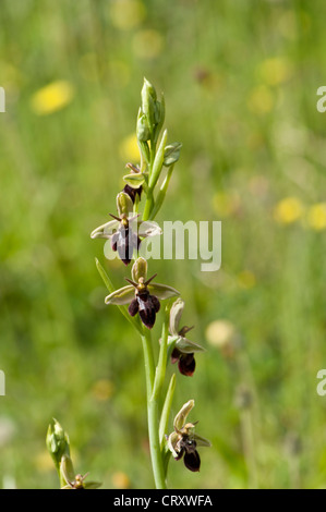 Ophrys x pietzschii, an inter-specific hybrid between Ophrys insectifera and O. apifera growing in chalk grassland, Wiltshire, Stock Photo