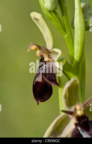 Ophrys x pietzschii, an inter-specific hybrid between Ophrys insectifera and O. apifera growing in chalk grassland, Wiltshire, Stock Photo