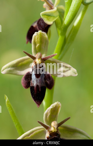 Ophrys x pietzschii, an inter-specific hybrid between Ophrys insectifera and O. apifera growing in chalk grassland, Wiltshire, Stock Photo