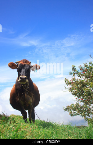 Cow Chewing Twigs on the Mountain Above the Clouds Stock Photo