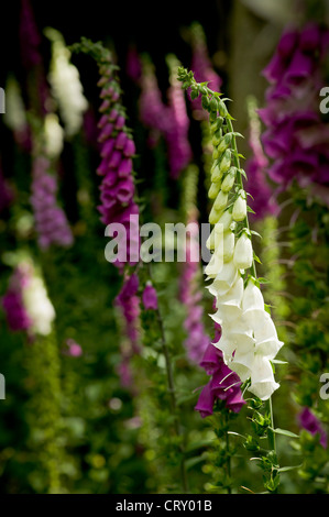 Purple and white foxgloves flower spikes growing in a UK garden. Stock Photo