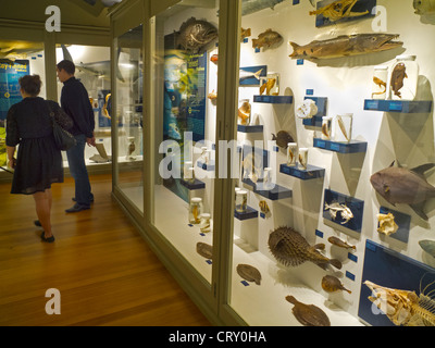 The fishing cat is a - Harvard Museum of Natural History