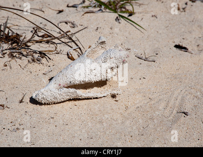 Weathered conch shell on Grand Cayman beach Stock Photo