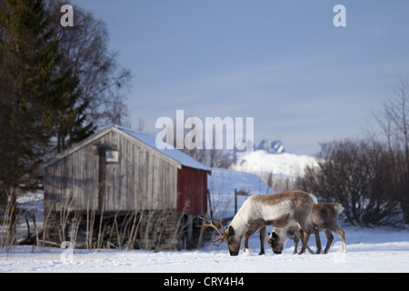 Reindeer herd in the snow in arctic landscape at Kvaløysletta, Kvaloya Island, Tromso in Arctic Circle Northern Norway Stock Photo