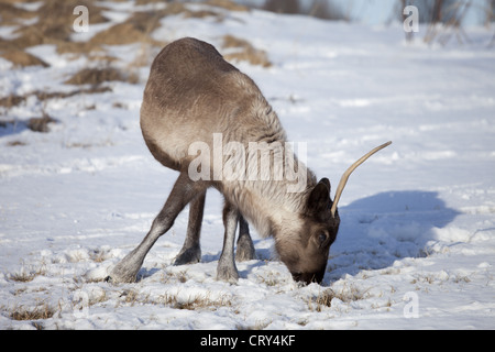 Reindeer grazing in the snow in arctic landscape at Kvaløysletta, Kvaloya Island, Tromso in Arctic Circle Northern Norway Stock Photo