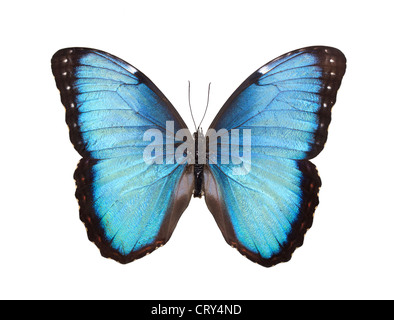 Blue Butterfly Isolated on White Stock Photo