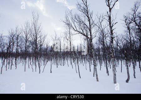 Downy Birch trees, Betula pubescens, in wilderness in Ovre Dividal National Park the Arctic Circle at Tromso, Northern Norway Stock Photo