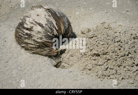 Coconut Husk lying in the sand on a deserted beach, the pile of sand indicates that a crab may have burrowed next to the husk. Stock Photo