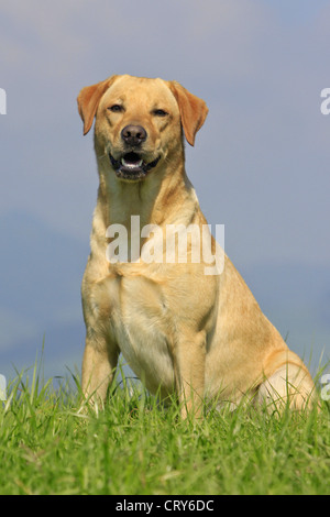 Labrador Retriever (Canis lupus f. familiaris), Labrador Retriever ...