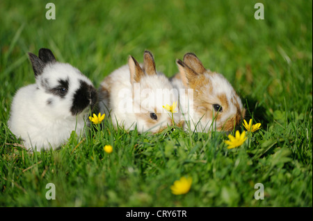 Domesticated rabbit (Oryctolagus cuniculus forma domestica) sitting on ...